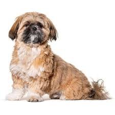 Mascota
